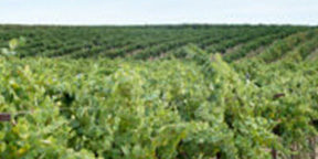 Gordon Wines Estate - Who We Are - News and Events